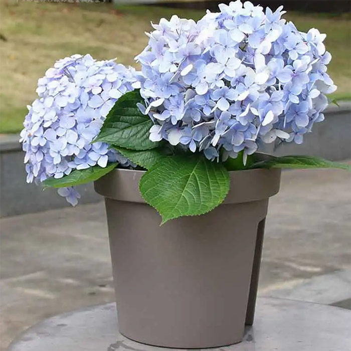 La decorazione perfetta per un balcone o una terrazza con pratici vasi che possono essere posizionati direttamente sulla ringhiera!