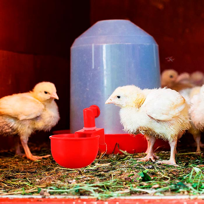 ChickenBowl, abbeveratoio per galline e altro pollame (6 pezzi) - Image 7