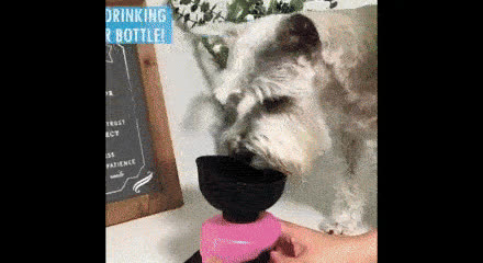Borraccia per cani, DOGBOTTLE - video