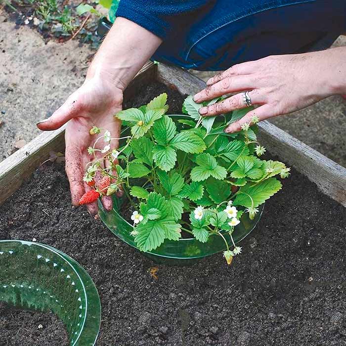LettuceProtect, protezione per lattuga e altre colture (10 pezzi) - Image 8