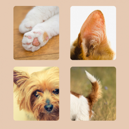 PAWTREAMER, Mini Trimmer PawPerfect per Animali Domestici - Image 2