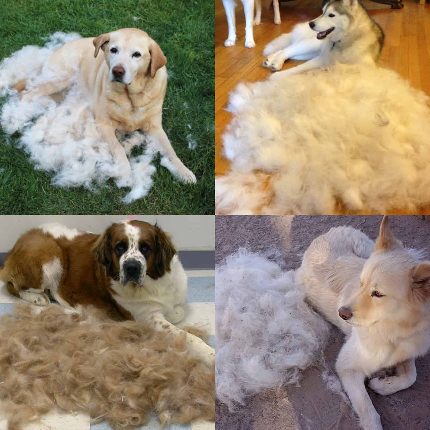 PetTangler, spazzola a due facce per rimuovere peli e sottopelo. - Image 9