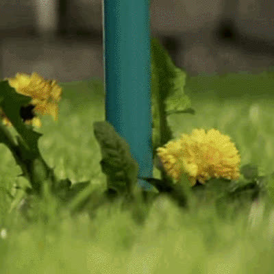 ROOTPULL, Rimuovi radici in acciaio inossidabile - video