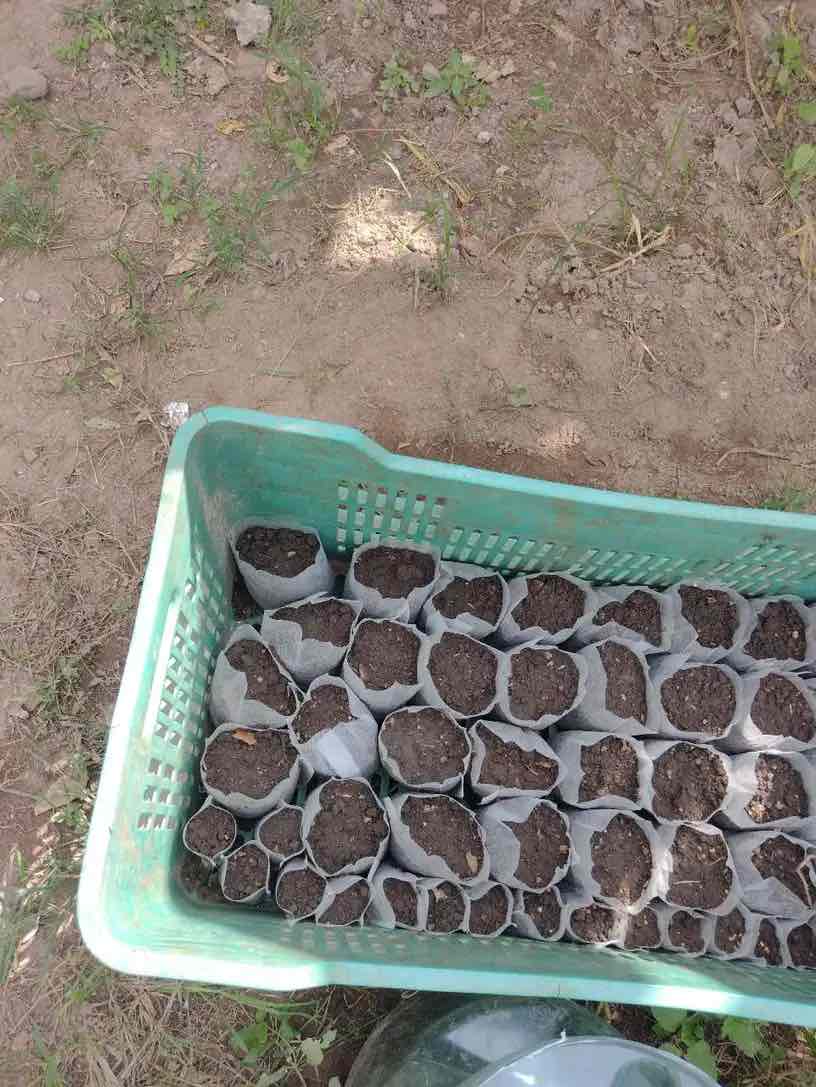 SeedBags, sacchetti biodegradabili per piantare e far crescere le piante (100 pz) - Image 10