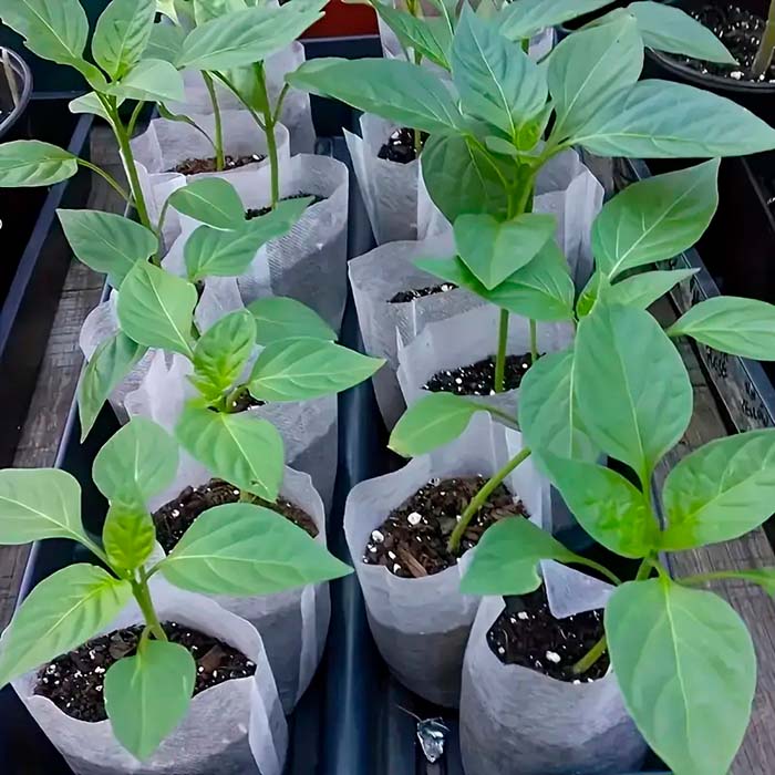 I sacchetti biodegradabili offrono condizioni di crescita ottimali per una vasta varietà di piantine e altre piante!